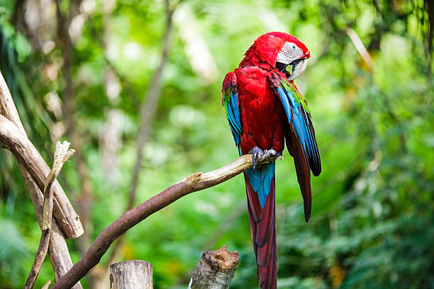 istock The potrait of Blue & Gold Macaw 501965473