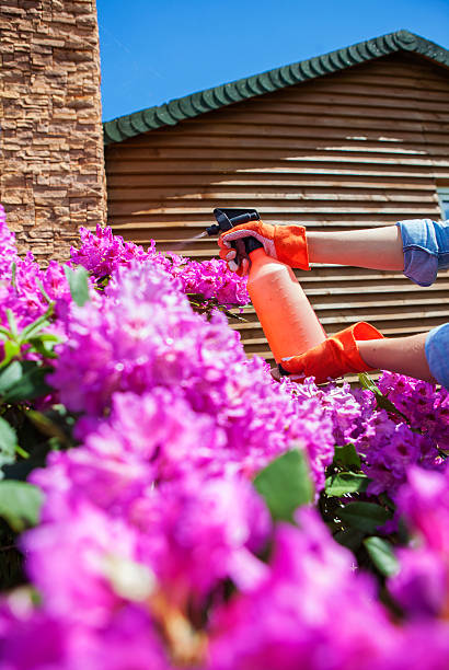 istock Protecting azalea plant from fungal disease or aphid 501965523
