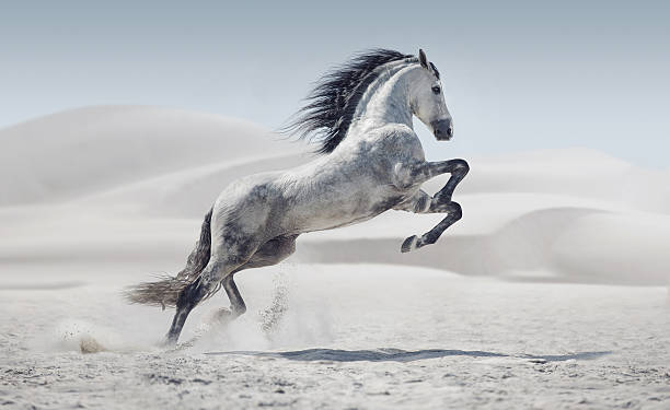bild präsentieren den galloping white horse - pferd fotos stock-fotos und bilder
