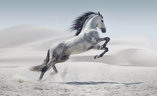 Imagen de presentar el galloping caballo blanco photo