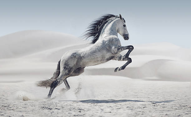 Picture presenting the galloping white horse Picture presenting the galloping white pony animal mane photos stock pictures, royalty-free photos & images