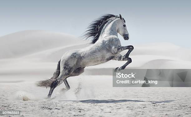 Picture Presenting The Galloping White Horse Stock Photo - Download Image Now - Horse, Running, Animals In The Wild
