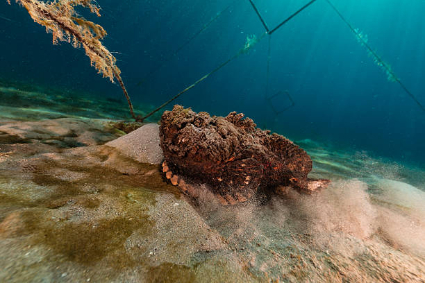 istock Stonefish (synanceia verrucosa) in the Red Sea. 501965653