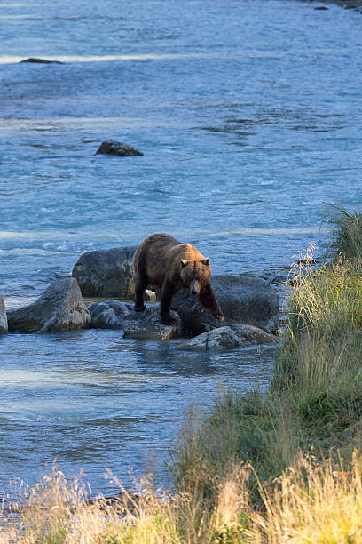 istock Alaska grizzly bear strides in sunshine along river 501966594