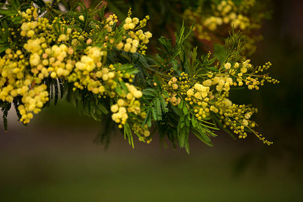 Wattle Wattle flowers, the beautiful golden fuzzy flowers of the Australian wattle. A beautiful and favourite Australian native tree. acacia tree stock pictures, royalty-free photos & images