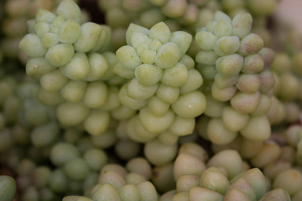 istock succulent flower macro - succulent plant closeup 501968702