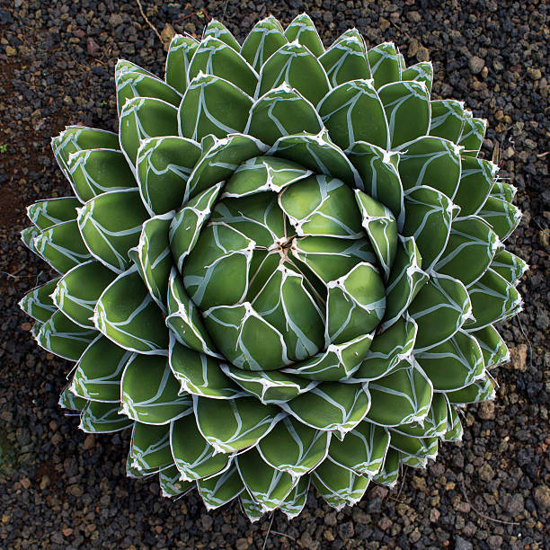 istock round cactus , succulent plant - natural pattern, floral patter 501968884