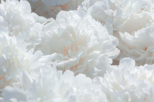 White peony flower background