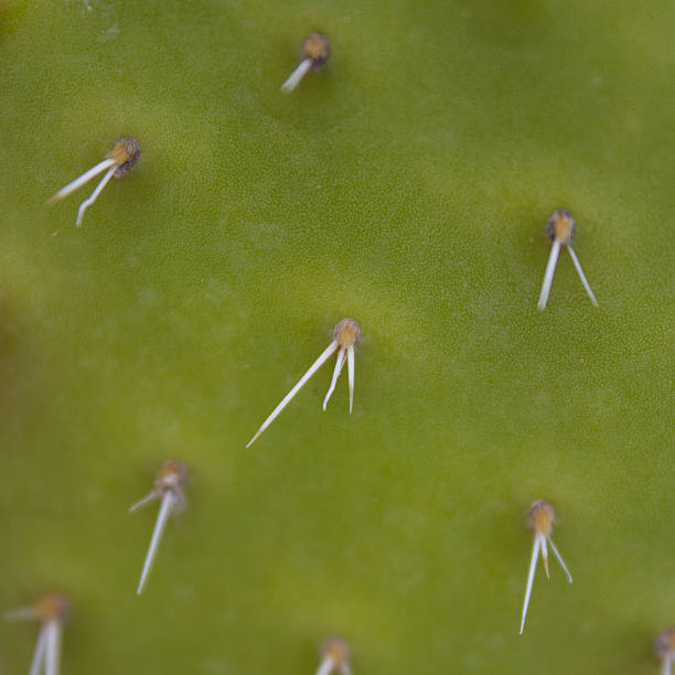 istock Thorns / Spikes on cactus plant macro 501971538