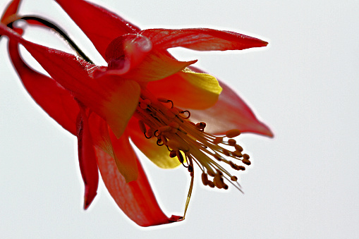 Wild Columbine found along a trail in Eastern Ontario