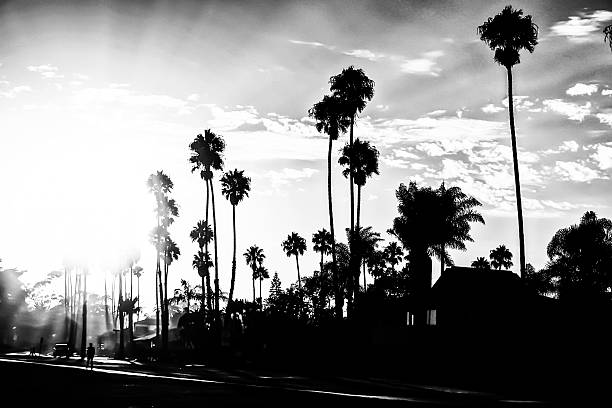 istock palm trees with sunlight in black and white 501972938
