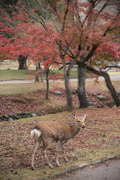 istock Deer Of Nara Park 501974474