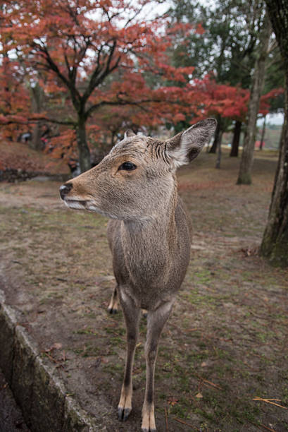istock Deer Of Nara Park 501974510