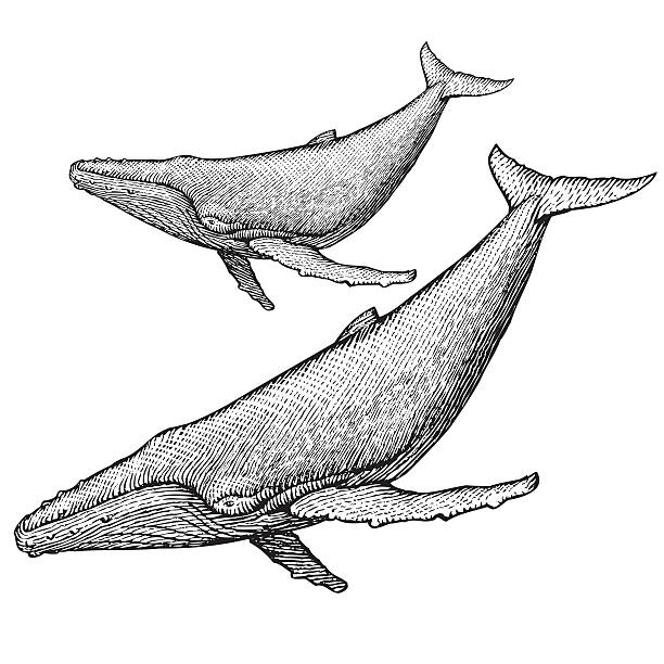 ilustraciones, imágenes clip art, dibujos animados e iconos de stock de ballena jorobada medio - scratchboard