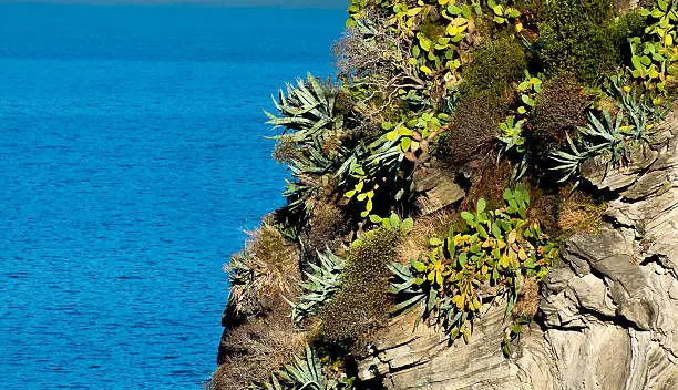 cliff over the Mediterranean Sea with rock and plants 