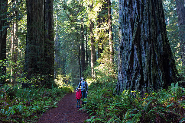 family in redwood forest family enjoying hiking in gorgeous redwood national park sequoia tree stock pictures, royalty-free photos & images
