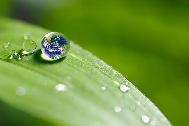 istock leaf with rain droplets - Recovery earth concept 501977570