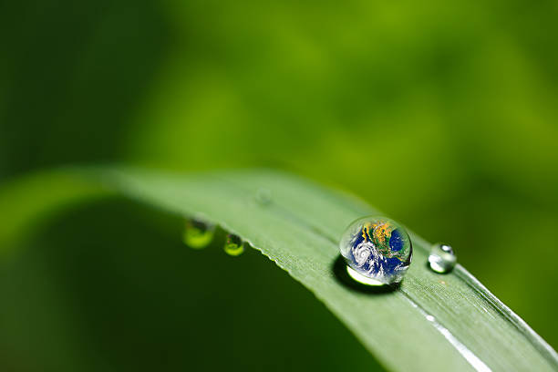istock leaf with rain droplets - Recovery earth concept 501977588