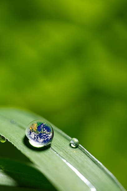 istock leaf with rain droplets - Recovery earth concept 501977612