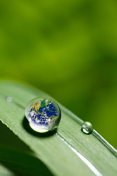 istock leaf with rain droplets - Recovery earth concept 501977648