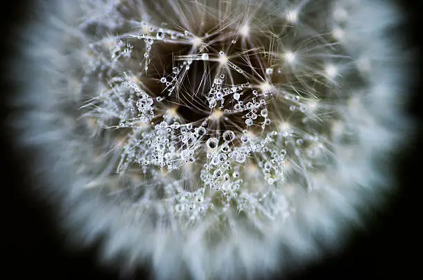 Dandelion-fluff