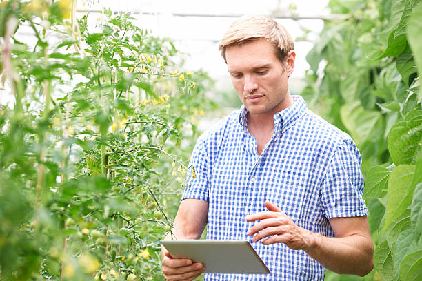 istock Farmer In Greenhouse Checking Tomato Plants Using Digital Tablet 501996177