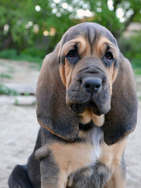 Photo of Bloodhound puppy dog Photo of Bloodhound puppy dog with sad hound look bloodhound stock pictures, royalty-free photos & images