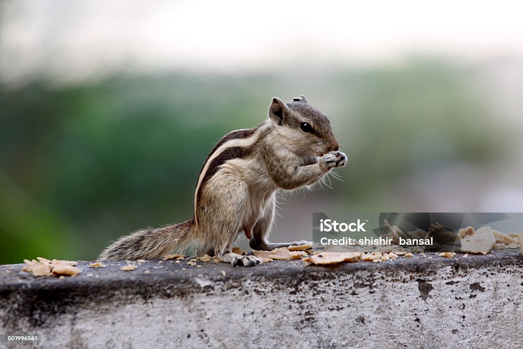 On two feet A liitle squirrel eating with its hands Alertness Stock Photo