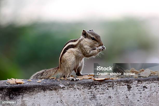 On Two Feet Stock Photo - Download Image Now - Alertness, Animal, Animal Den