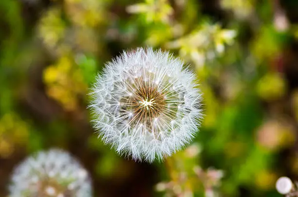 Dandelion-fluff