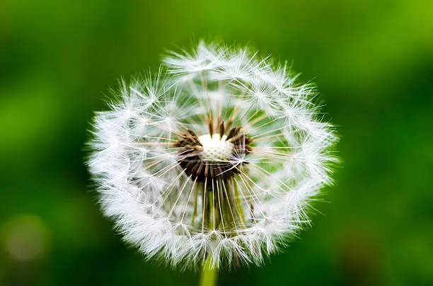 Dandelion-fluff