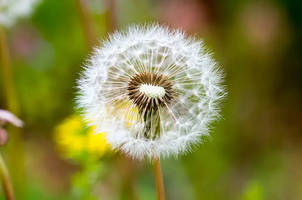 Dandelion-fluff