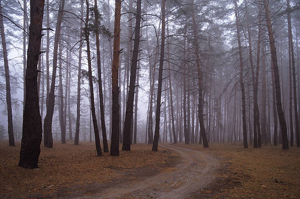 istock Autumn forest in the morning mist 501998682