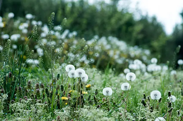 Dandelion-fluff