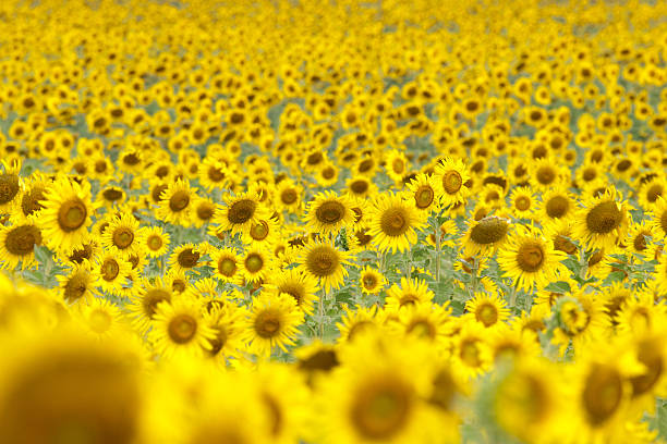istock Sunflowers field and Blue sky 501998760
