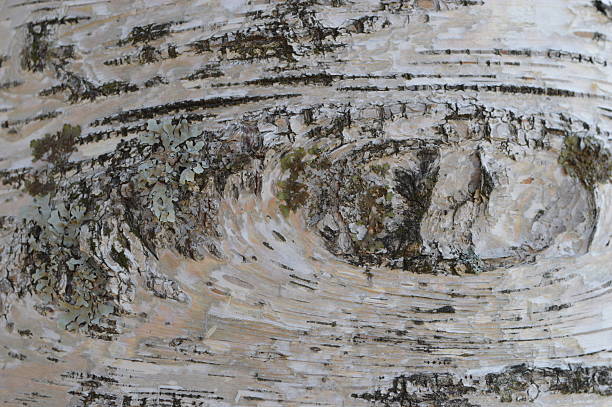 ホワイトのバーチ - birch tree tree downy birch white ストックフォトと画像