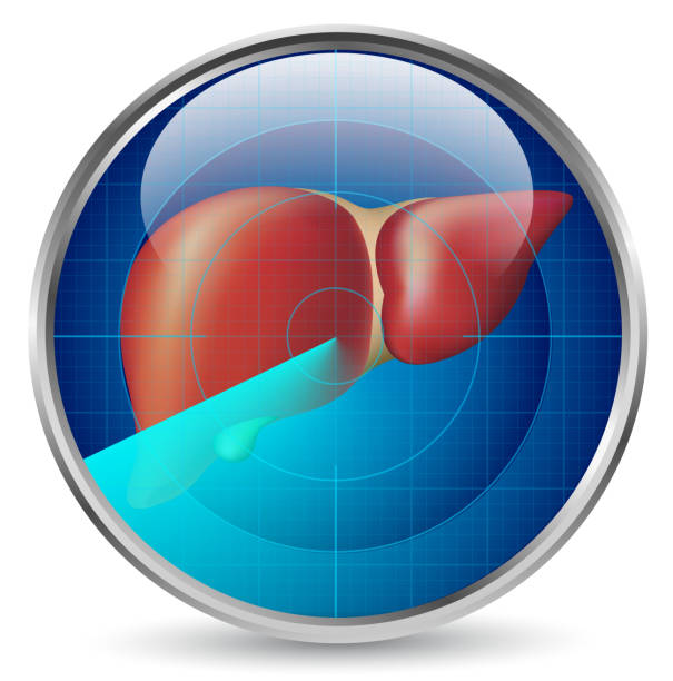 Liver examination Gradient and transparent effect used. electronic discovery stock illustrations