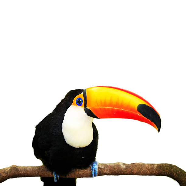 istock Colorful tucan in the aviary 501999149
