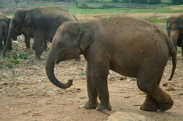 istock Asian Elephants, Sri Lanka 501999446