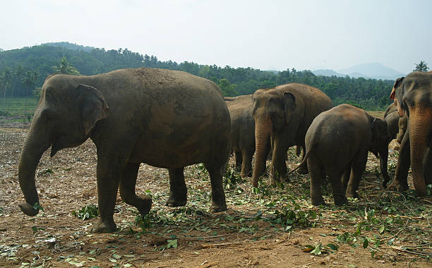 istock Asian Elephants, Sri Lanka 501999452