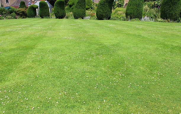istock Image of green lawn with stripes, clipped topiary yew trees 501999465