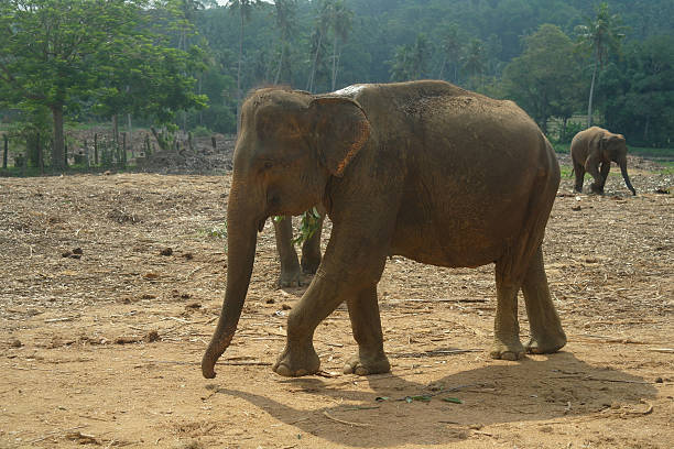 istock Asian Elephants, Sri Lanka 501999466