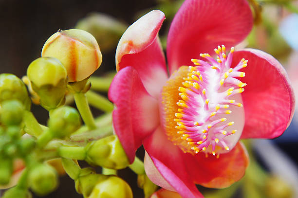 Cannonball Flower is the flower of Buddha. 