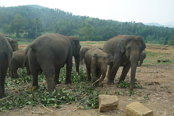 istock Asian Elephants, Sri Lanka 501999482