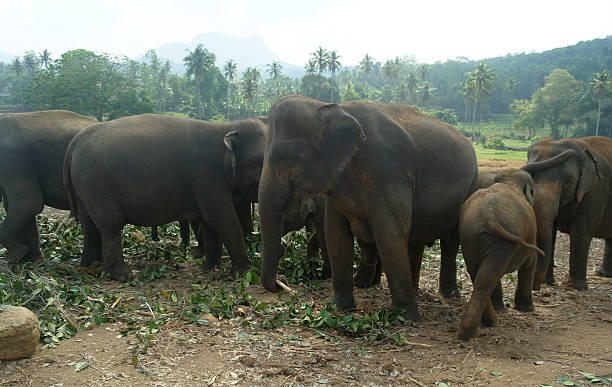 istock Asian Elephants, Sri Lanka 501999484