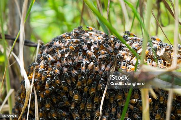 Pszczoła - zdjęcia stockowe i więcej obrazów Fotografika - Fotografika, Horyzontalny, Jedzenie