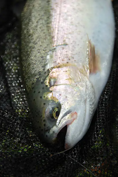 Catch of a rainbow trout laying on a fishing net.