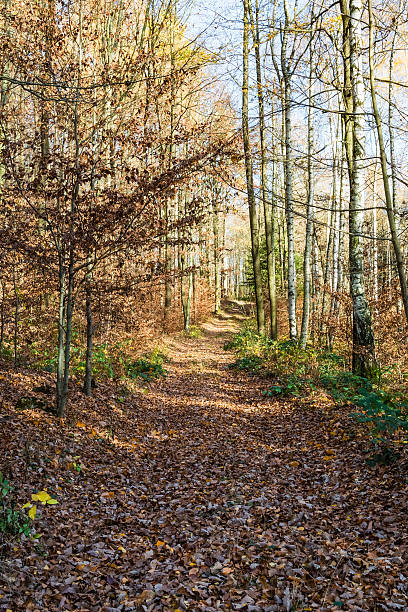 istock Forest road in autumn II 502001020