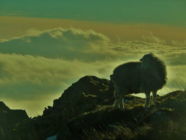 herdwick 雌羊雲湖地区、反転 - herdwick sheep ストックフォトと画像