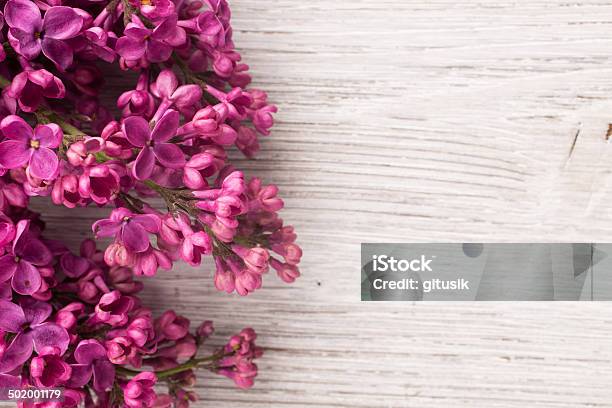 Lilac Stock Photo - Download Image Now - Beauty, Beauty In Nature, Botany